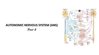 Sympathetic nervous system Prof Dr Md Ashfaqur Rahman [upl. by Meek]