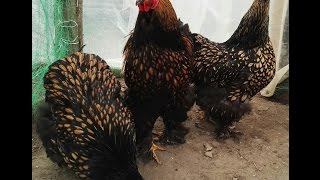 Cochinchina urias auriu gold laced [upl. by Fair]