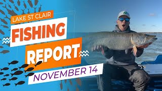 Lake St Clair Fishing Report  November 14 [upl. by Pauiie928]