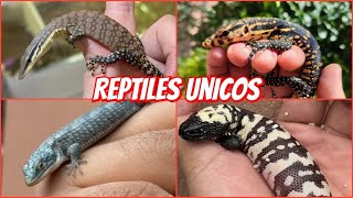 NUESTRAS MEJORES CRÍAS 2024 🦎🐍😎 [upl. by Christin]