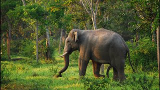 Wild Elephant Adventure Video from Thailand the Kui Buri National Park [upl. by Grani]