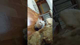 cat cute catlover animals kitten music симпа симба simb кот симбак [upl. by Aelram391]