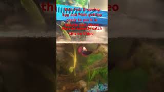 Beta Fish Mating under newly Built Bubble nest This video is from 2021 My old Channel [upl. by Roche]