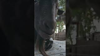 Billy gets giddy for apples farmlife billythegoat animalsanctuary [upl. by Japeth]