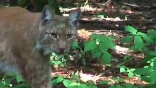 Trailer Im Reich der alten Buchen  der Kellerwald [upl. by Bough]