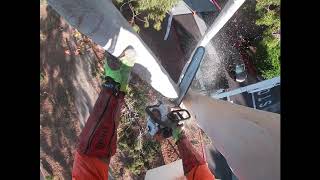 LG Eucalyptus Removed  Ring Slings  Escondido CA [upl. by Ivens]