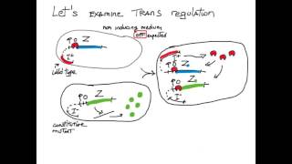 Cis Trans Gene Regulation [upl. by Nawd]