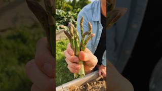 It’s asparagus season Here’s how it grows and why should grow it shorts [upl. by Adnirak720]