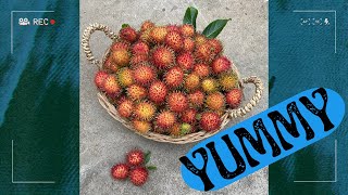 Rambutan Picking [upl. by Arinaid]