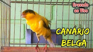 Canário Belga Cantando Muito  Estimule seu Canário a Cantar ✔ [upl. by Laurin]