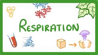 GCSE Biology  Respiration 21 [upl. by Mccahill]