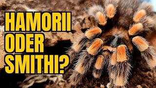 Brachypelma hamorii amp smithi 01  Die beiden Tiere ziehen ein [upl. by Llireva]