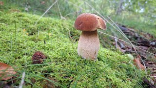 BOLETUS AESTIVALIS  BOLETUS RETICULATUS  8 DE SEPTIEMBRE DEL 2024 NAVARRA [upl. by Yrrej]