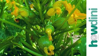 How to care for squash plants [upl. by Enilamme17]