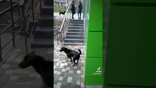 62 City dogs Городские собаки [upl. by Petulia995]