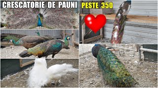 🦚 Cea mai MARE CRESCĂTORIE de PĂUNI din zona MOLDOVEI la BÂRLAD ❗Aproape 400 de păuni  part 1 🦚❤ [upl. by Kcirrad]