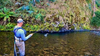 Catching Brown and Rainbow Trout on the Howqua River Victoria [upl. by Nahsez]