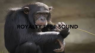 Monkey screeching Sound Effects  Royalty Free Sounds [upl. by Mcdermott]