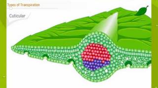 Transpiration In Plants [upl. by Imer522]