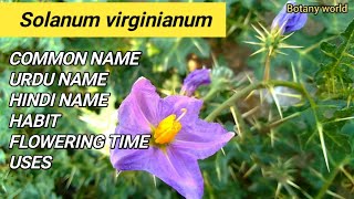 Solanum virginianum  COMMON NAME  URDU NAME  FLOWERING TIME  USES [upl. by Kariv]