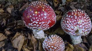 Fly agaric fungi timelapse UHD 4K [upl. by Llenram189]