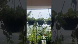 Making nest day 4131124birds plants naturelovers petslover [upl. by Lagas]