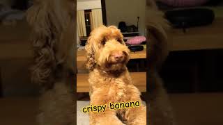 dog doglover dogs dogtime cute labradoodle dogeat doglifeisgood doglife [upl. by Corney]