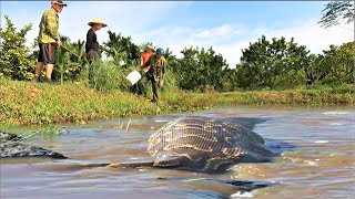 Terrified to discover a giant python monster attacking people in the swamp  anaconda [upl. by Tloc53]