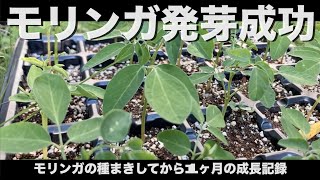 モリンガ種まきして発芽を成功させた方法：枯れないように毎日の水やりがポイント [upl. by Cinnamon]