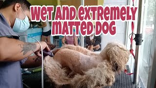 WET AND EXTREMELY MATTED DOG GROOMING  Shavedown [upl. by Suidualc]