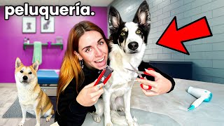 Le CORTO el PELO a mi CACHORRA despeluchada ✂️ la paciencia de Natti es legendaria jajjaj [upl. by Kappel]