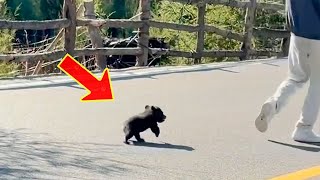 Un oso huérfano persigue a un hombre a 2 km pidiendo ayuda [upl. by Ruff]