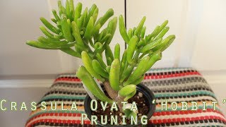 PLANTS Crassula Ovata Hobbit  Quick Pruning [upl. by Saoj212]