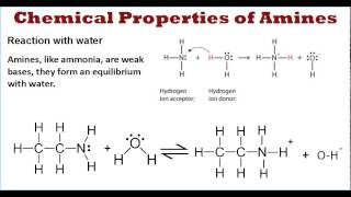 Amines Chemical Properties Part 1 [upl. by Kozloski707]