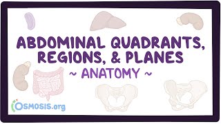 Abdominal quadrants regions and planes [upl. by Nilrah]