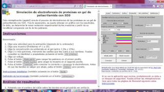 PRÁCTICA 3 VIRTUAL  SIMULACIÓN DE ELECTROFORESIS DE PROTEÍNAS EN GEL DE POLIACRILAMIDA CON SDS [upl. by Elish242]