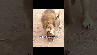 Lion and puppy friendship shortvideo dog cute lion [upl. by Laure]