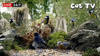 🔴247 LIVE Cat TV Birds for Cats to Watch😺 Lovely Birdies Buddies 4K [upl. by Rodnas192]