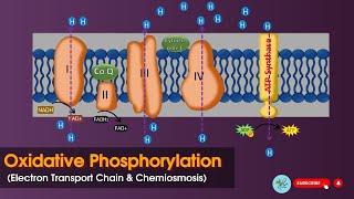 Oxidative phosphorylation  Electron transport chain ETC  Chemiosmsis  Biochemistry [upl. by Joost837]