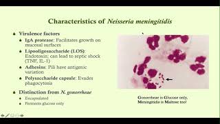 Neisseria meningitidis meningococcal meningitis  Microbiology Boot Camp [upl. by Lathan817]