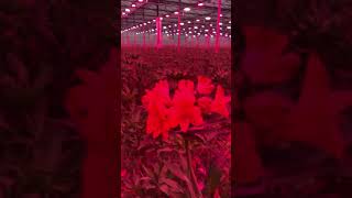 LED Grow light LEDLighting greenhouse flowers [upl. by Hepza]