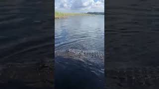 American Alligator Sighting on an Airboat Tour at Everglades Holiday Park  9544348111 [upl. by Ecirehs]