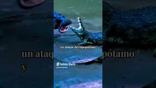 Increible Hipopotamo se enfrenta a un cocodrilo🐊🦛😱animales shorts vidasalvaje [upl. by Watanabe]