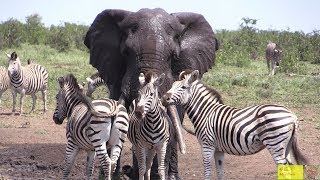 Watch Beautiful Elephant And Zebra Friendship [upl. by Ramilahs]