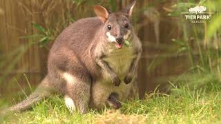 Nachwuchs bei den Südlichen NeuguineaFilandern  Pademelon joey at Tierpark Berlin [upl. by Waltner]