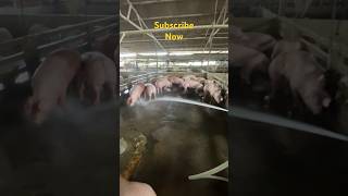 Pigfarming shortvideo [upl. by Suiluj859]