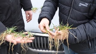 Oszczędność na nawożeniu i wyższy plon Jak BlueN i Bakto ProFos oceniają rolnicy [upl. by Hew831]