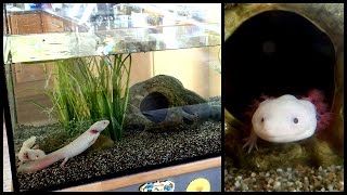 Aquarium Setup Axolotl Tank Ambystoma mexicanum  How to set up an Axolotl Tank [upl. by Enyleve716]