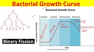 Bacterial growth Curve Explained  Phases of Bacterial Growth Curve Binary Fission [upl. by Herbert]