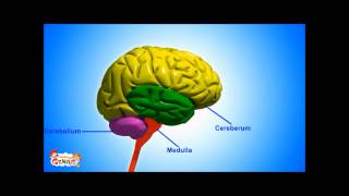 Medulla  Brain Stem   Functions Video for kids by makemegeniuscom [upl. by Anaugal]